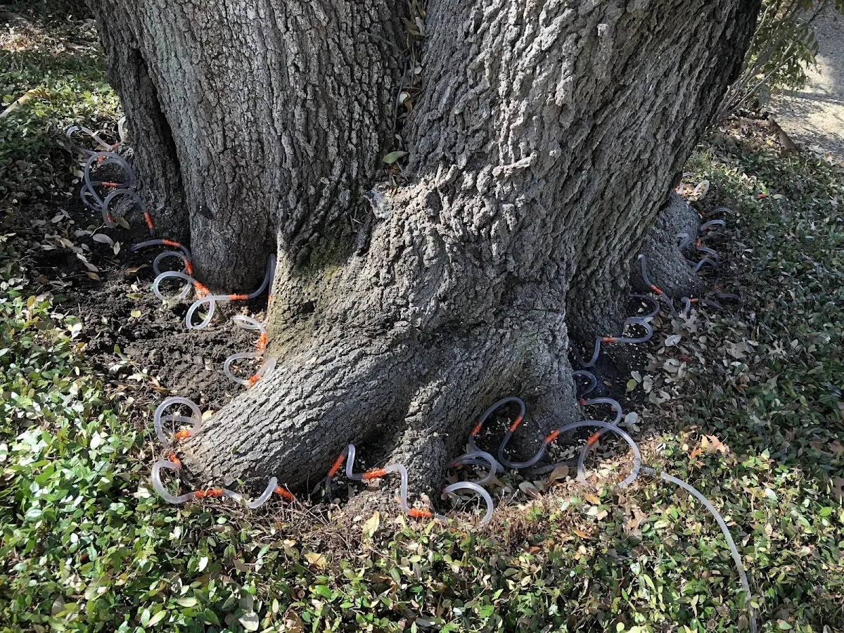 Detailed Tree Cabling and Bracing job site in Mooreville