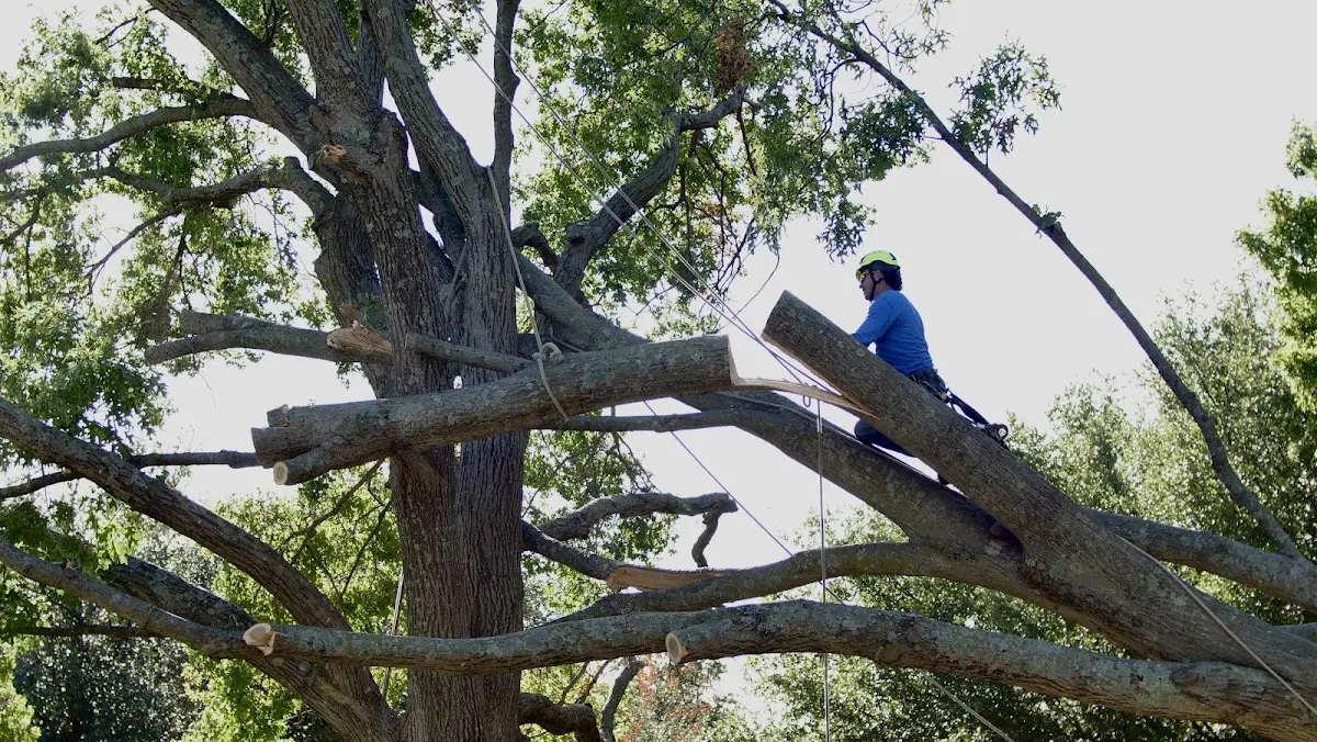 Professional Crown Thinning performed by certified arborists in Mooreville