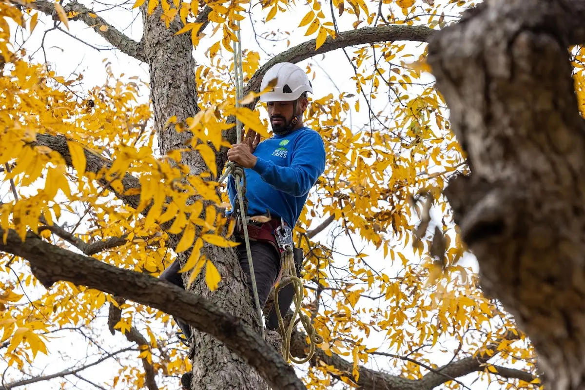 Skilled Tree Planing crew working in Mooreville